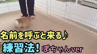 名前を呼ぶと来るうさぎ！練習法【The rabbit that comes when you call its name/Practice method】
