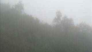 Through Spellbinding Branches con fotos