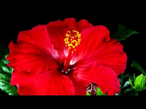 Opener of Flowers by Fatima Almatar