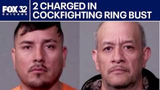 Cockfighting ring busted in Joliet, 2 charged