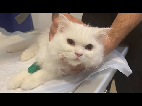 CATS: Urgent removal of foreign body