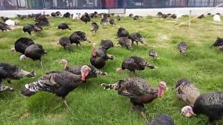 টার্কি ফার্ম