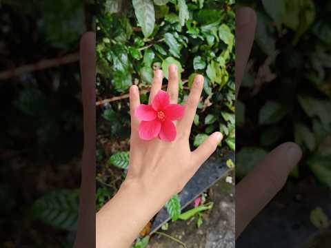 #hibiscus #pinkhibiscus #flower #song #newsong #trending #youtube #like