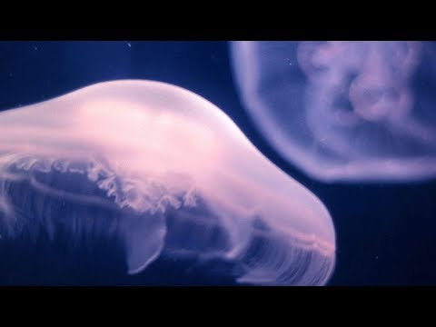 Blugazer - Ethereal Concepts (Shingo Nakamura Remix) [Silk Music]