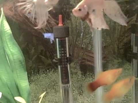 Three male bettas in same Tank