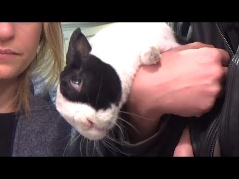 download lagu mp3 mp4 Bunny Fridge, download lagu Bunny Fridge gratis, unduh video klip Bunny Fridge