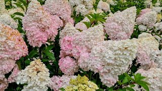 Nuostabios hortenzijos 🫠👌✨️🤍 #lithuanialive #beautiful #flowers #music #relaxed 