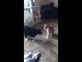 Tuxedo Cat Vs Spotted Calico Cat