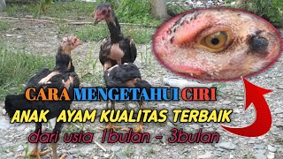 Download lagu HOW TO CHOOSE CHICKENS || quality from 1 month to 3 months old mp3 Download lagu HOW TO CHOOSE CHICKENS || quality from 1 month to 3 months old mp3