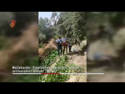 Top Channel/ Kishte mbjellë tokën e tij me kanabis, arrestohet 39-vjeçari në Mallakastër