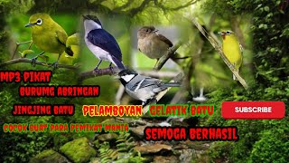 Download lagu MP3 suara pikat burung abringan mp3