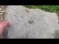 Ants Hiding Under a Rock in Hillsborough, NJ