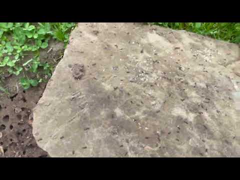 Ants Hiding Under a Rock in Hillsborough, NJ