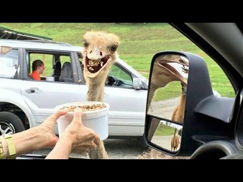 Les animaux de compagnie les plus drôles ! 🤣 best compilation 2023