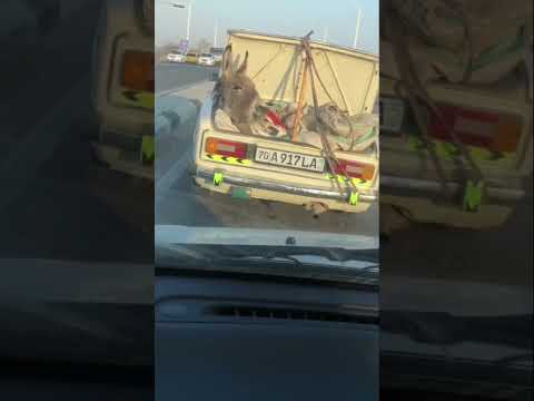 ESHAKNI KETISHINI QARELA🤣