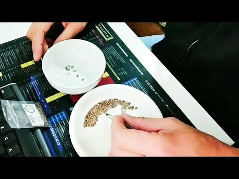 Growing Japanese Black Pines From Seeds