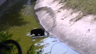 preview picture of video 'Sloth Bear at Nandankanan Zoological Park'