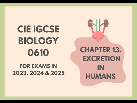 13. Excretion in Humans (Cambridge IGCSE Biology 0610 for exams in 2023, 2024 and 2025)