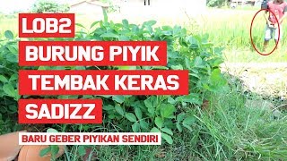 Download lagu Lob Piyikan Merpati Balap Baru Dateng, Tembak Keras Sprint Kenceng Bikin Puas mp3