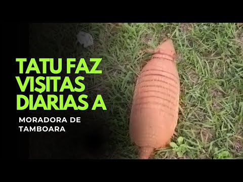 Tatu faz visita diárias a moradora de Tamboara 