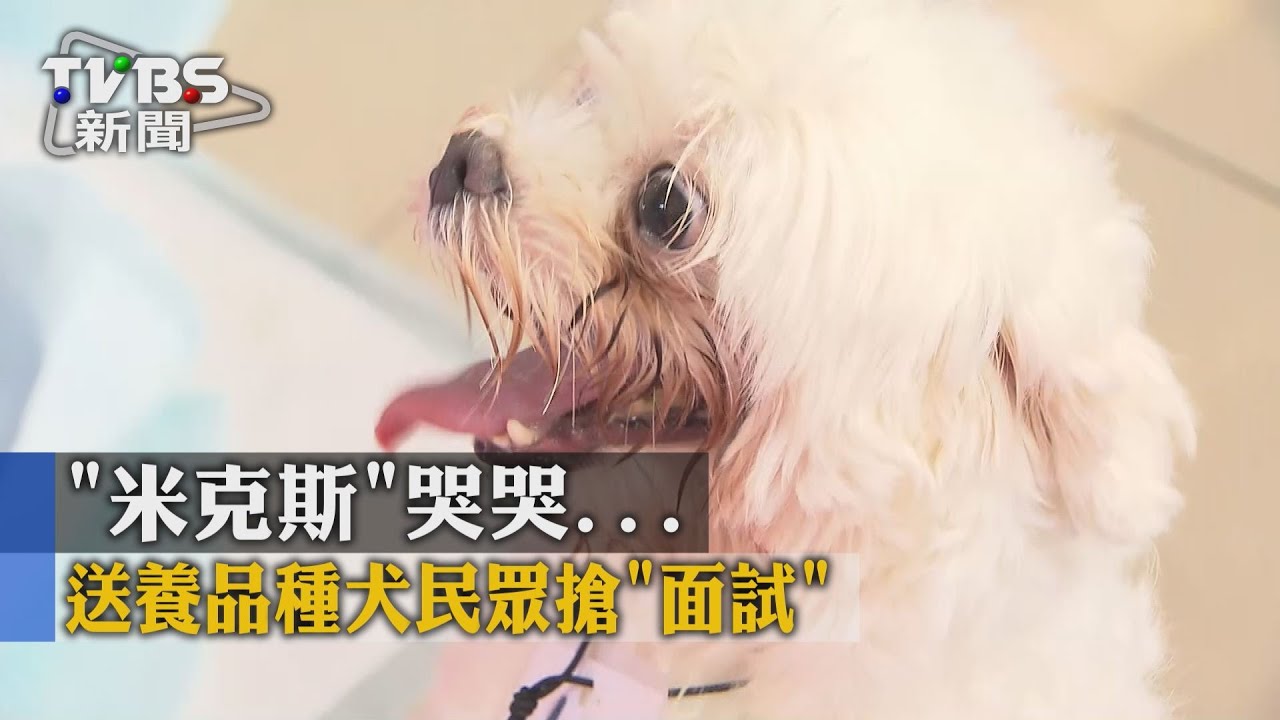 米克斯哭哭!送養品種犬 民眾搶「面試」