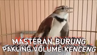 Download lagu Burung pakling gacor (mongolia lark)suara kenceng dan ngotot cocok buat pancingan dan masteran mp3 Download lagu Burung pakling gacor (mongolia lark)suara kenceng dan ngotot cocok buat pancingan dan masteran mp3