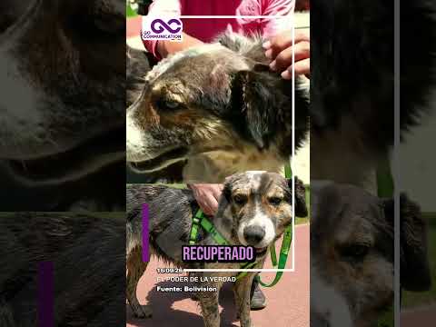 EL PERRITO 'VIACHA' BUSCA SER ADOPTADO - #viacha #lapaz #bolivia