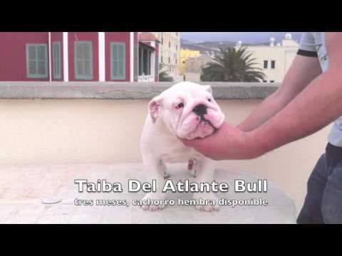 Taiba Del Atlante Bull