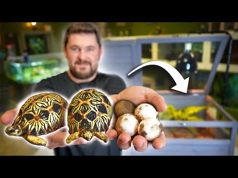 BEST Juvenile TORTOISE HABITAT! (Easy & Beautiful!)