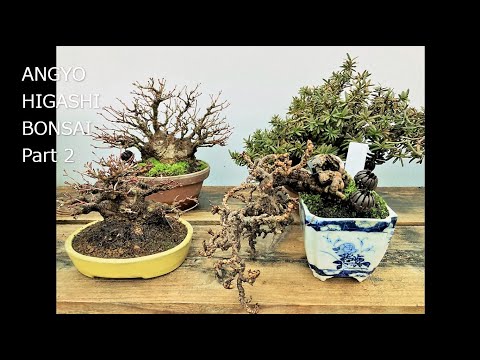 ANGYO HIGASHI BONSAI (Specialized in SHOHIN)   PART 2