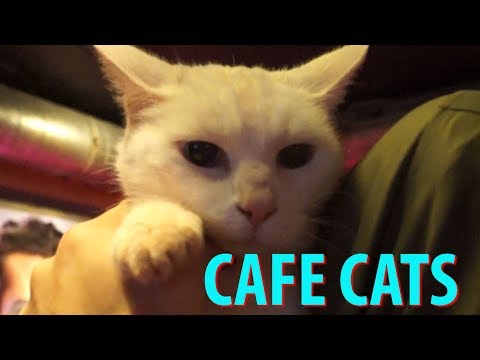 download lagu mp3 mp4 Cat Amsterdam, download lagu Cat Amsterdam gratis, unduh video klip Cat Amsterdam