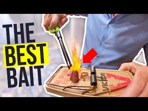 Rat trap BAIT HACK that works!! HOW TO catch more rats...