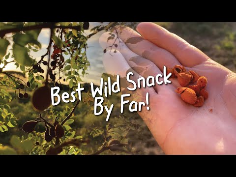 African Ranger Secrets: Zulu Pod Berry