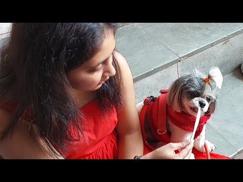 On Steps Down To Narmada Ghat Met A Cute Girl Feeding Ice Cream To Her Pet Dog #travel #vlog #shorts