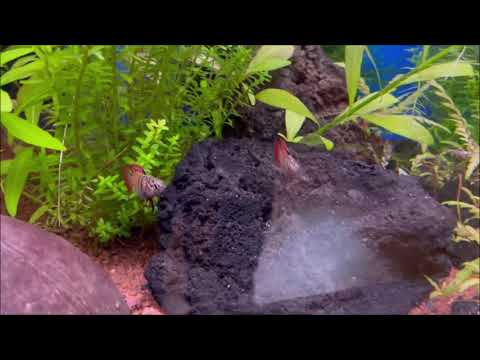 Dario sp. "Black Tiger" (Tiger-Zwergblaubarsch) | Diego und Harley