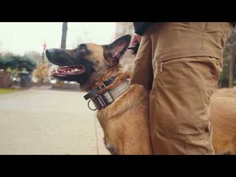 Unleashed k9 LLC video.