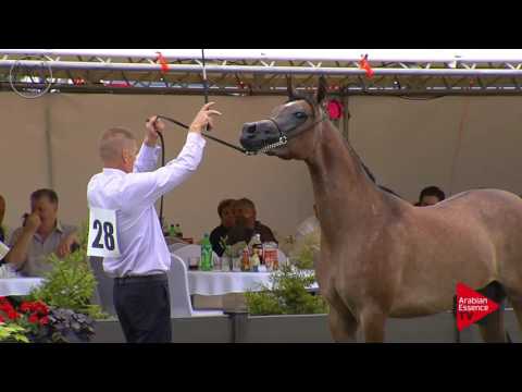 N.28 NANCY ST ROCH - Radom 2017 - 2 Years Old Fillies (Class 2)