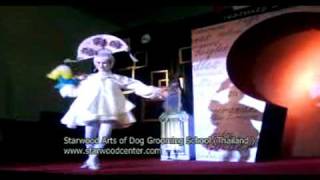 Nobody Tcup Poodle on Show (Starwood Dog Grooming School Thailand ) www.starwoodcenter. com