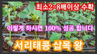 서리태콩 삽목왕 100% 성공~