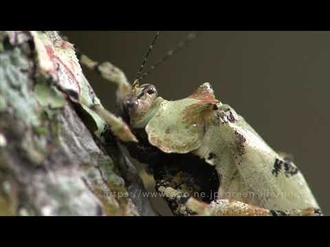 擬態　苔そっくりなキリギリス Lichen mimic katydid Dysonia sp.