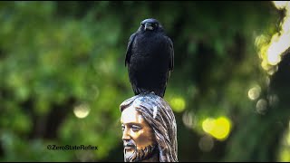 Crows Are Good Spiritual Advisors