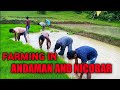 Farming In Andaman And Nicobar Islands Rice Agriculture