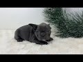 French Bulldog dogs for sale: Harper - Video 1