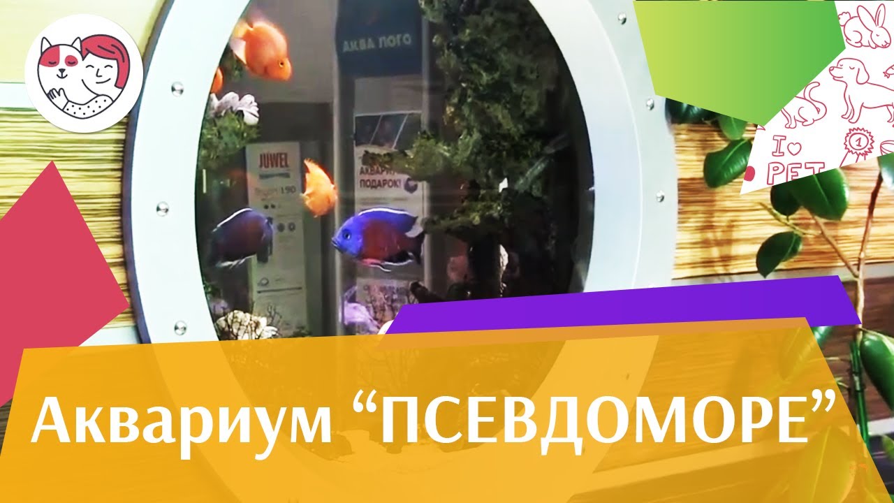 Аквариум Псевдоморе АкваЛого на ilikePet