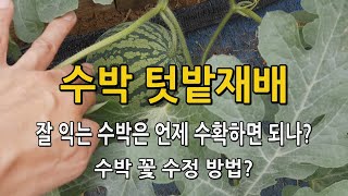 수박 텃밭재배법 / 꽃 수정방법 및 언제 수확해야되는지? 수박 익는시기