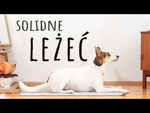 LEŻEĆ / WARUJ - jak nauczyć psa tej komendy