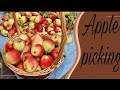 Apple picking at the back of my hacienda.