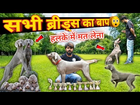 हलके में मत लेना🤫 सभी ब्रीड्स का बाप है ये ब्रीड😲 | Weimaraner Dog Kennel @KartikMahotra101