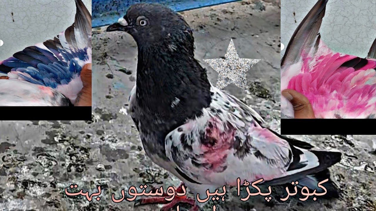 kabotar pakra hai dosto  boht acha