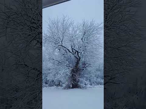 Snowfall in Northwest Arkansas 2023